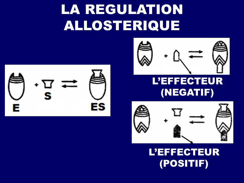 LA REGULATION ALLOSTERIQUE L’EFFECTEUR (NEGATIF) L’EFFECTEUR (POSITIF)